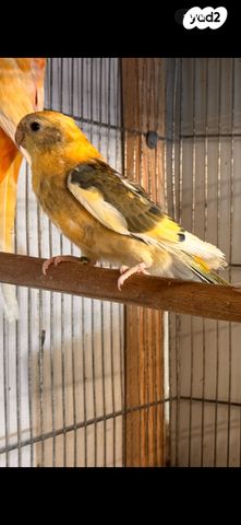 תמונת מודעה - חיות מחמד