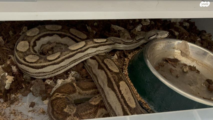 תמונת מודעה - חיות מחמד