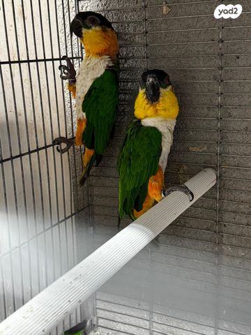 תמונת מודעה - חיות מחמד