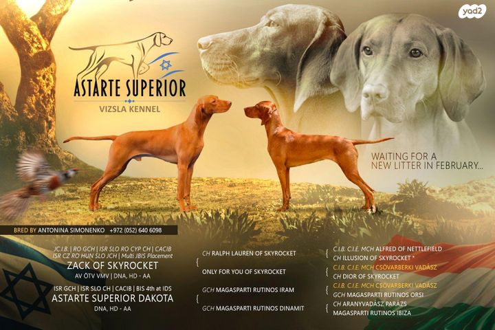 תמונת מודעה - חיות מחמד