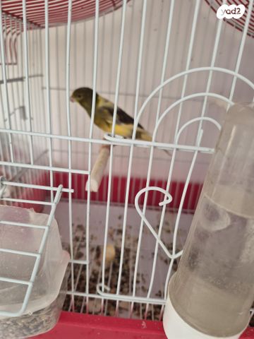 תמונת מודעה - חיות מחמד