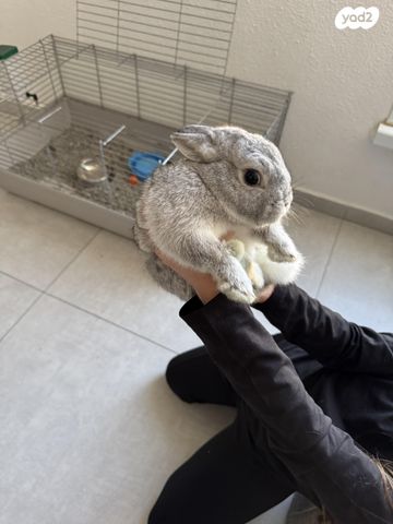 תמונת מודעה - חיות מחמד