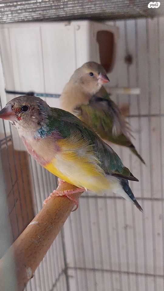 תמונת מודעה - חיות מחמד