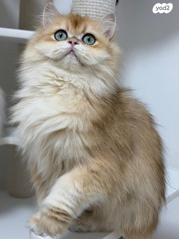 תמונת מודעה - חיות מחמד