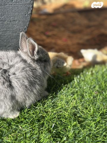 תמונת מודעה - חיות מחמד