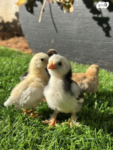 תמונת מודעה - חיות מחמד