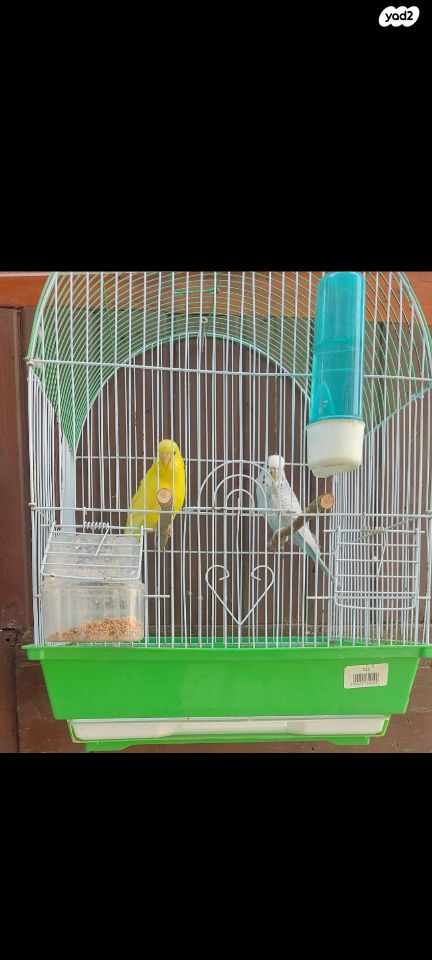 תמונת מודעה - חיות מחמד