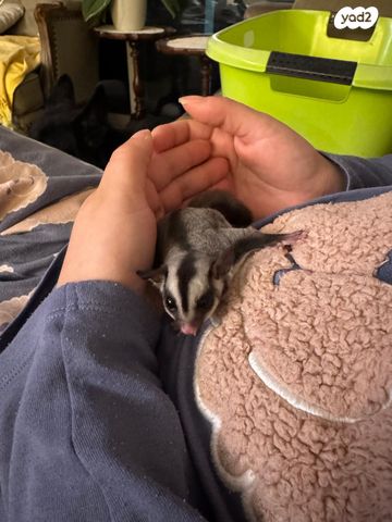 תמונת מודעה - חיות מחמד