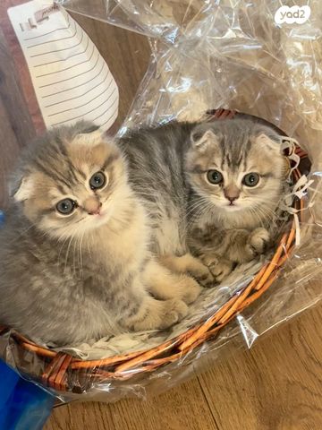 תמונת מודעה - חיות מחמד