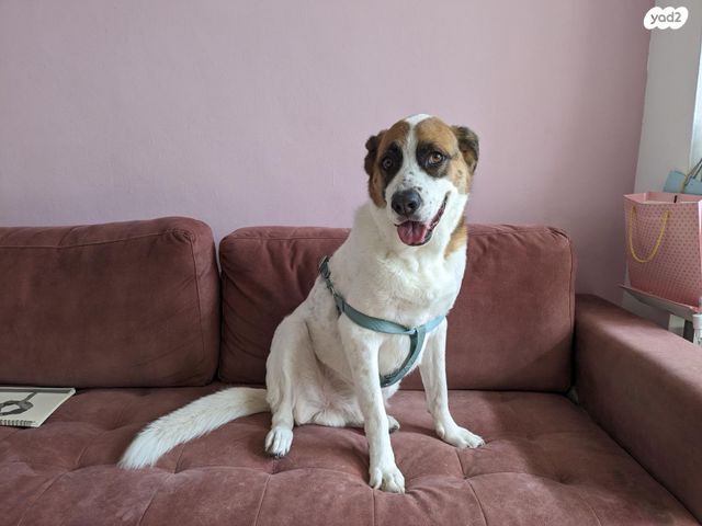 תמונת מודעה - חיות מחמד