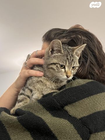 תמונת מודעה - חיות מחמד