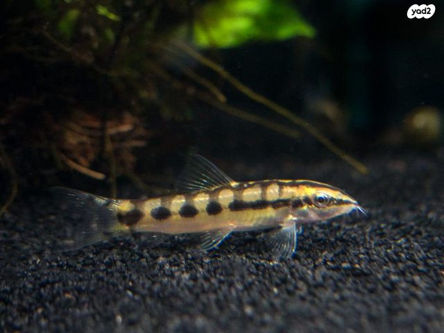 תמונת מודעה - חיות מחמד