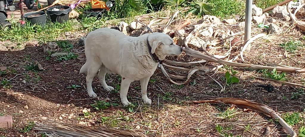 תמונת מודעה - חיות מחמד