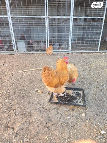 תמונת מודעה - חיות מחמד