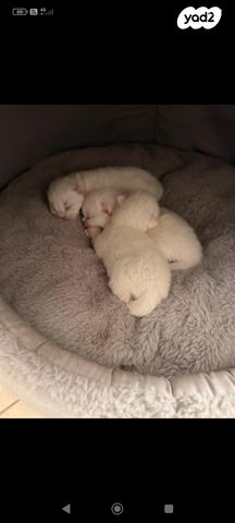 תמונת מודעה - חיות מחמד