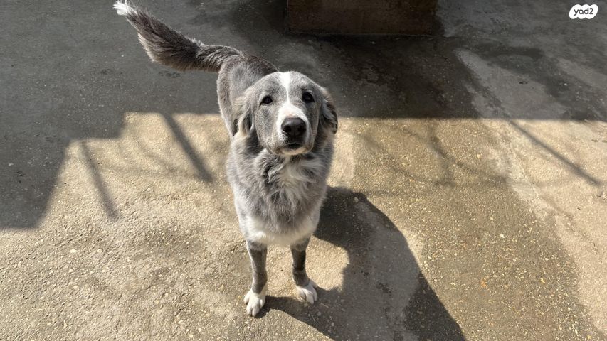 תמונת מודעה - חיות מחמד