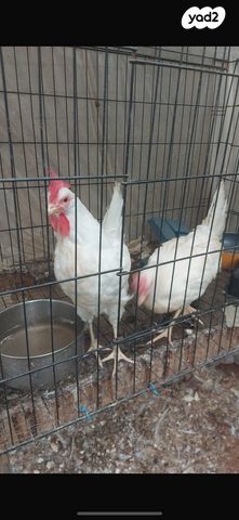 תמונת מודעה - חיות מחמד