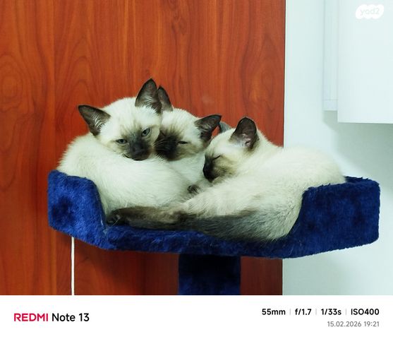 תמונת מודעה - חיות מחמד