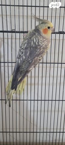 תמונת מודעה - חיות מחמד