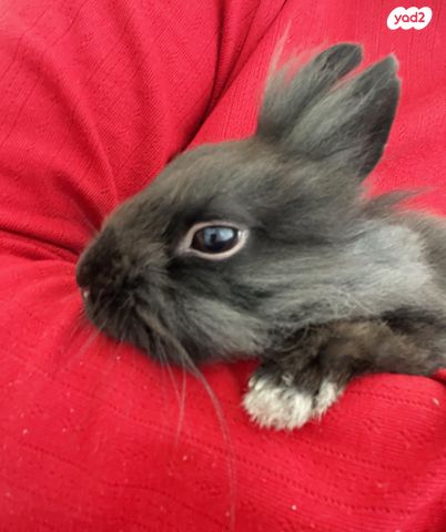 תמונת מודעה - חיות מחמד