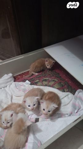 תמונת מודעה - חיות מחמד