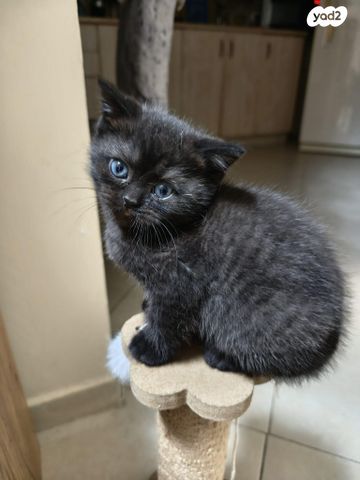 תמונת מודעה - חיות מחמד