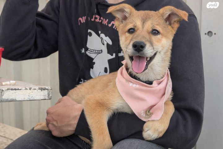 תמונת מודעה - חיות מחמד