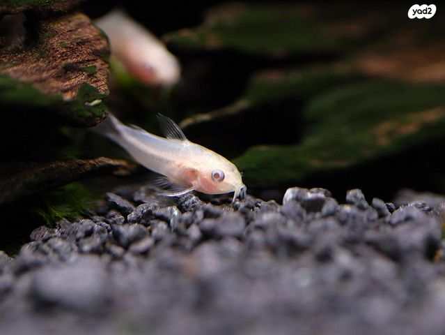 תמונת מודעה - חיות מחמד