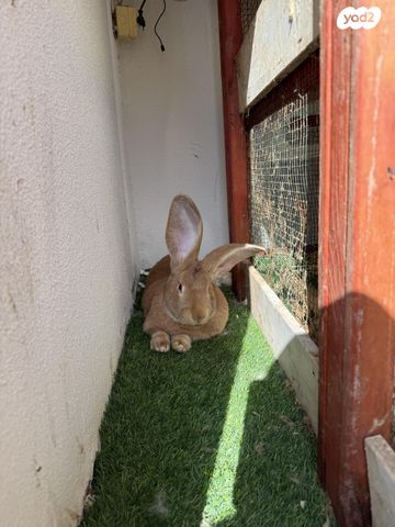 תמונת מודעה - חיות מחמד