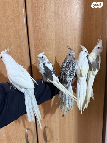 תמונת מודעה - חיות מחמד