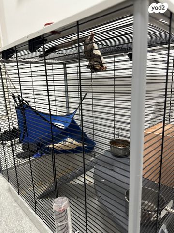 תמונת מודעה - חיות מחמד