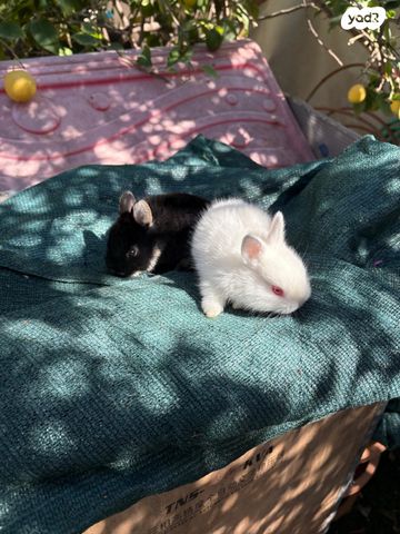 תמונת מודעה - חיות מחמד