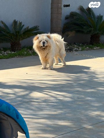 תמונת מודעה - חיות מחמד