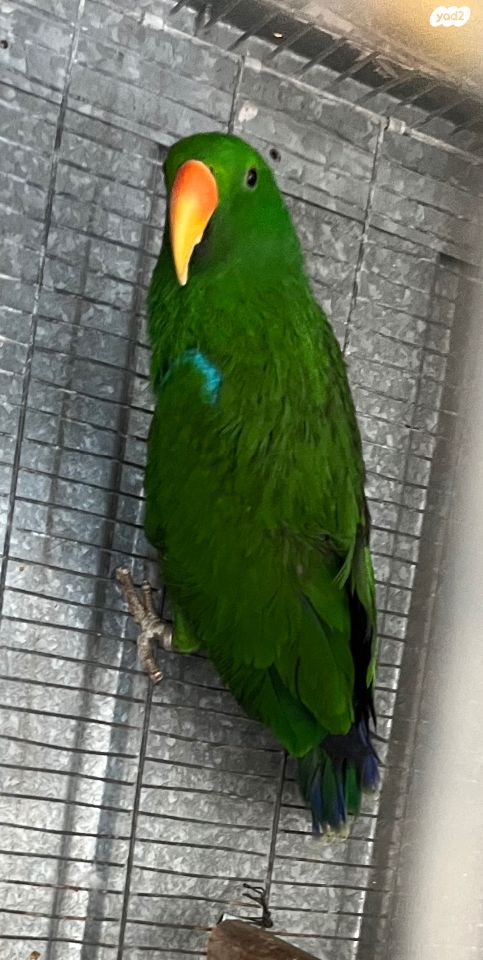 תמונת מודעה - חיות מחמד