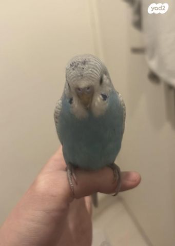 תמונת מודעה - חיות מחמד