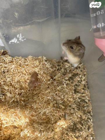 תמונת מודעה - חיות מחמד