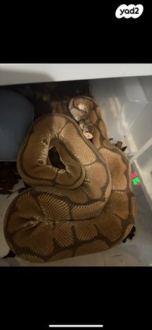 תמונת מודעה - חיות מחמד