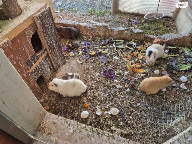 תמונת מודעה - חיות מחמד