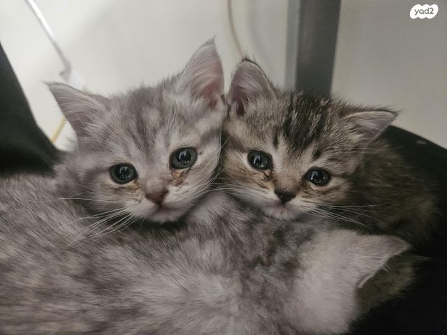 תמונת מודעה - חיות מחמד