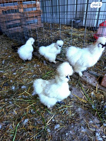 תמונת מודעה - חיות מחמד