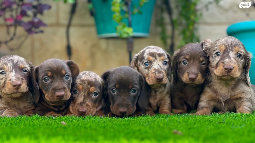 תמונת מודעה - חיות מחמד