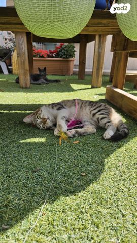 תמונת מודעה - חיות מחמד