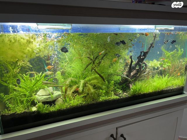 תמונת מודעה - חיות מחמד