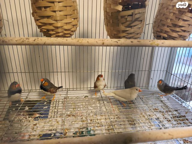 תמונת מודעה - חיות מחמד