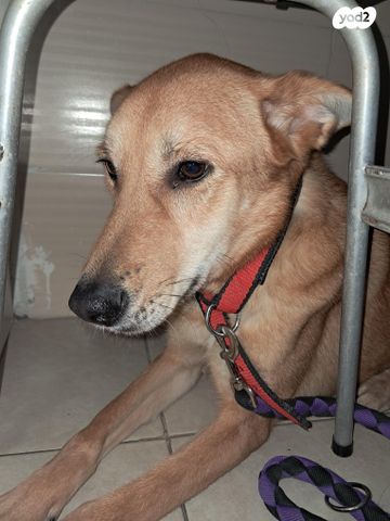 תמונת מודעה - חיות מחמד