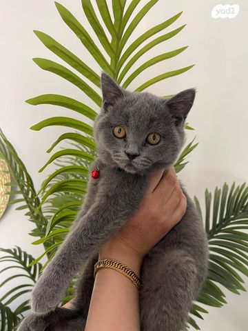 תמונת מודעה - חיות מחמד