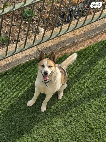 תמונת מודעה - חיות מחמד