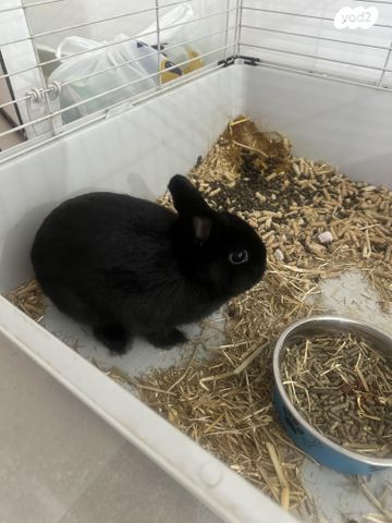 תמונת מודעה - חיות מחמד