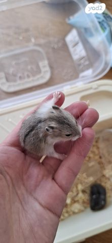 תמונת מודעה - חיות מחמד