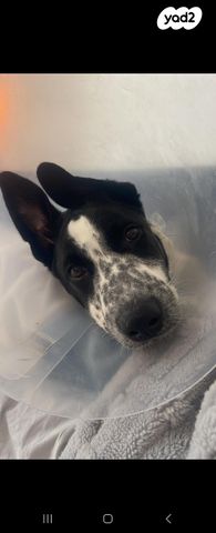 תמונת מודעה - חיות מחמד